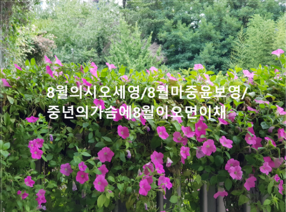 좋은시/8월의 시 by오세영/8월 마중 by윤보영/중년의 가슴에 8월이 오면 by이채