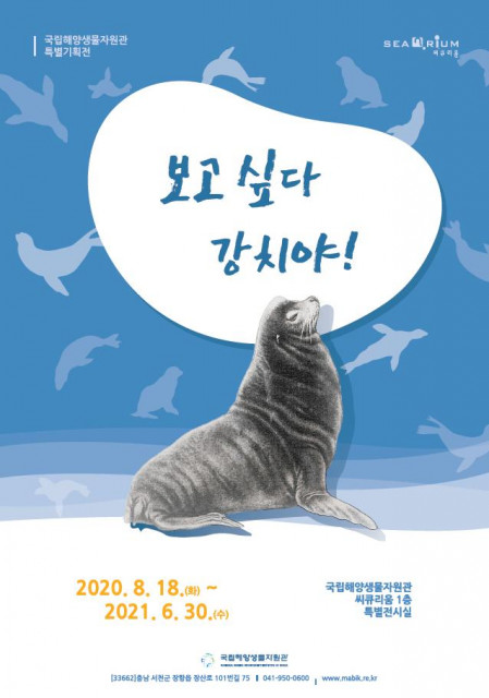 국립해양생물자원관, 동해 누비던 바다사자 ‘강치’ 기리는 특별 기획전 개최