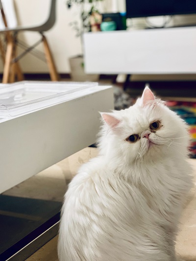 페르시안(Persian cat)