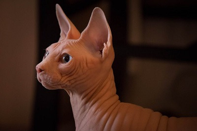 스핑크스(Sphynx)