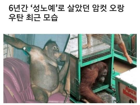 6년간 성노예로 살았던 암컷 오랑우탄 최근 근황