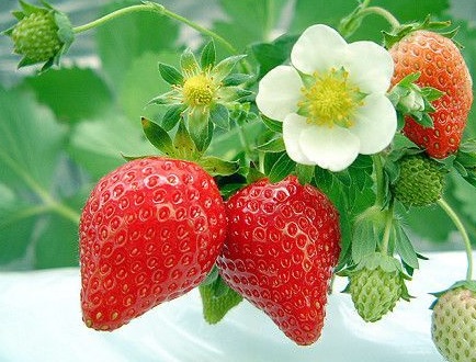 딸기 효능 12가지