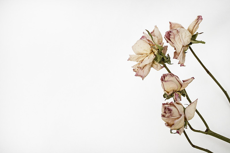 꽃을 빨리 시드는 이유? 에틸렌, 자연의 화학물질에 숨겨진 비밀