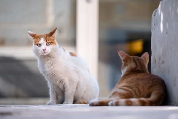 고양이 범백 원인과 증상, 치료방법