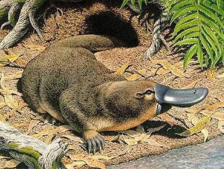 고라파덕의 모티브 오리너구리의 실체 / 멸종동물