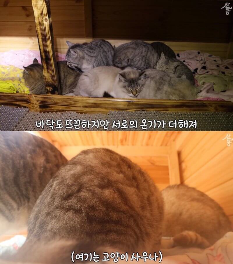 온돌맛을 아는 한국형 고양이들.