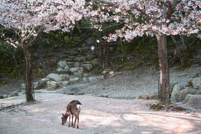 일본 여행 가기 좋은 시기 추천 - 다가오는 봄, 일본 벚꽃 시기는 언제?