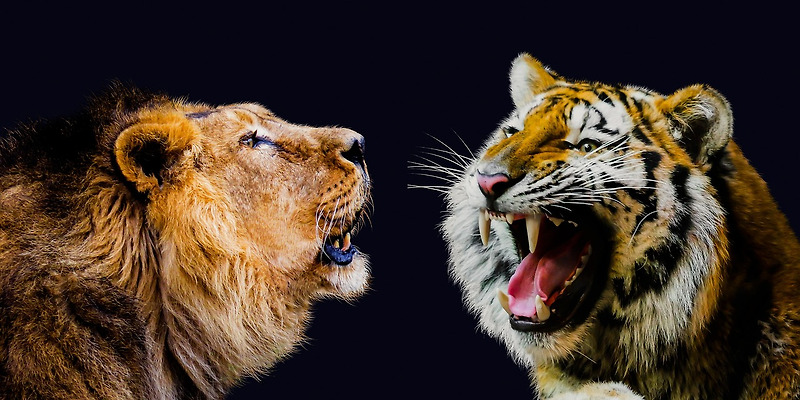 호랑이와 사자 꿈 해몽: 꿈에서의 만남과 의미