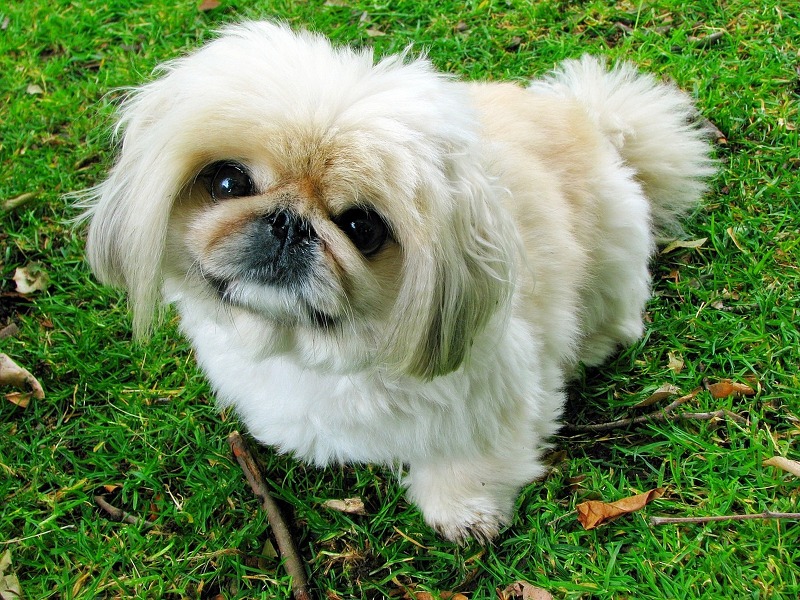페키니즈, 중국 왕실이 사랑한 귀엽고 용감한 개