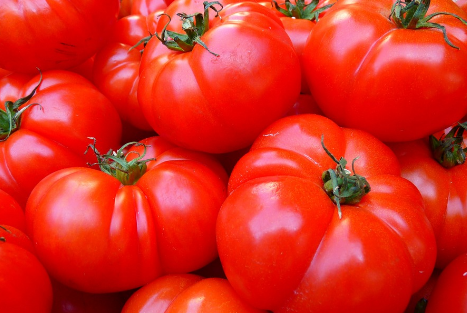 토마토 효능 보관방법 심는시기 먹는시기 정리