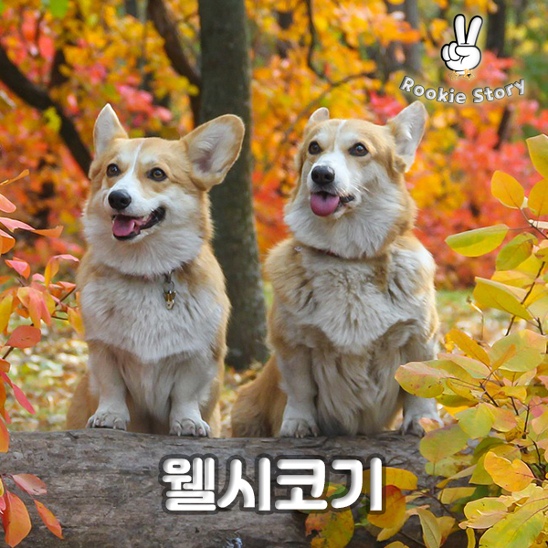 강아지 품종 그룹 견종 분류_ 사역견, 워킹도그, 썰매견, #웰시코기