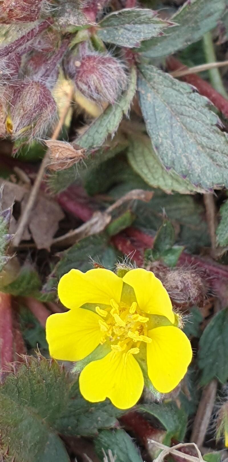 봄의상징 노란색 노오란 양지꽃꽃말은 