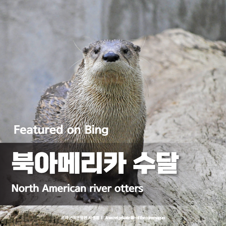 Featured on Bing - 북아메리카 수달 North American river otters