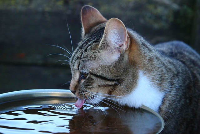 고양이 물, 음수량 늘리기 <습식의 중요성>
