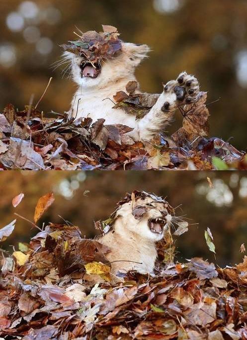 낙엽이랑 싸우는 아기 사자