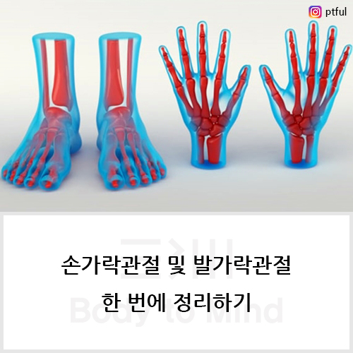 손가락관절(finger joint) 및 발가락관절(toe joint) 한 번에 정리하기