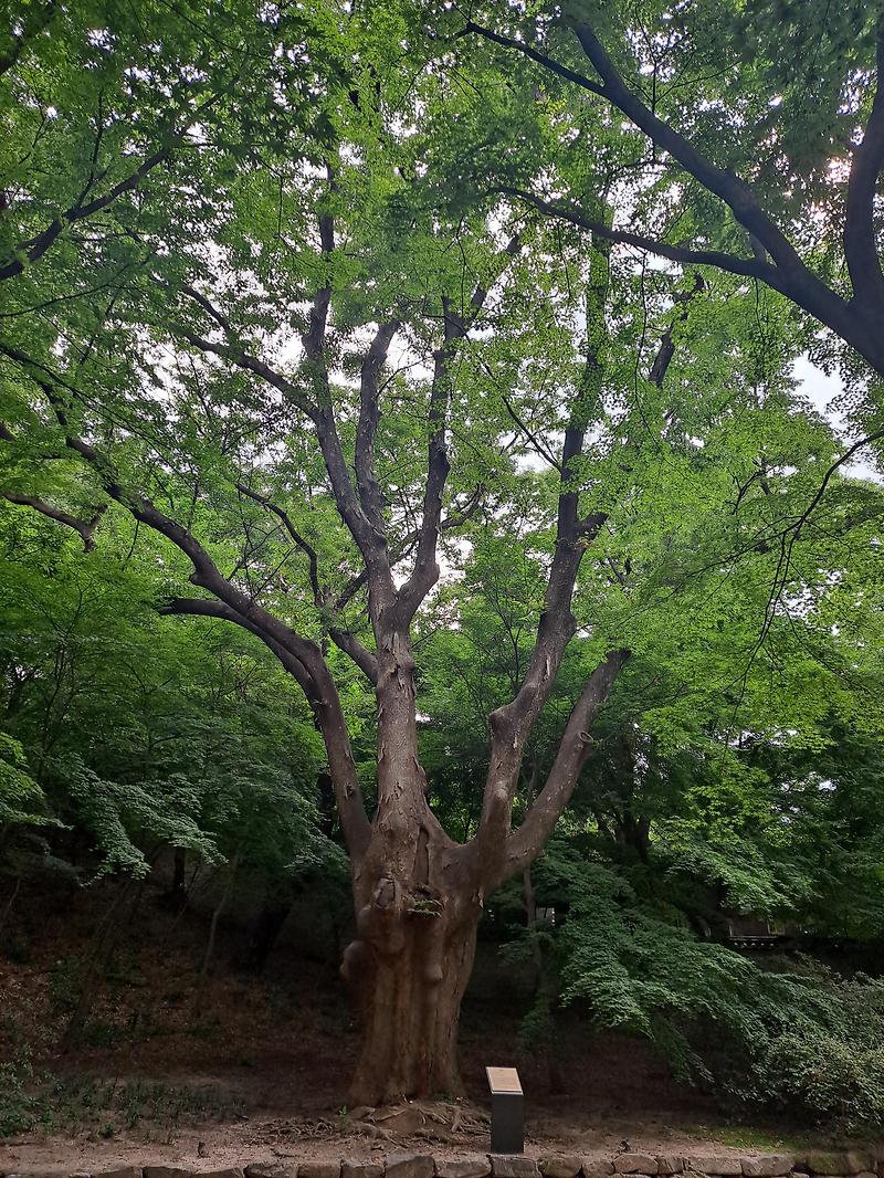 창경궁 느티나무와 회화나무
