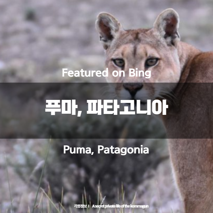 Featured on Bing - 푸마, 파타고니아 Puma, Patagonia