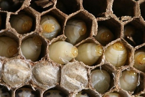 꿀벌 애벌레 Bee Larva 를 먹을 수 있다고??