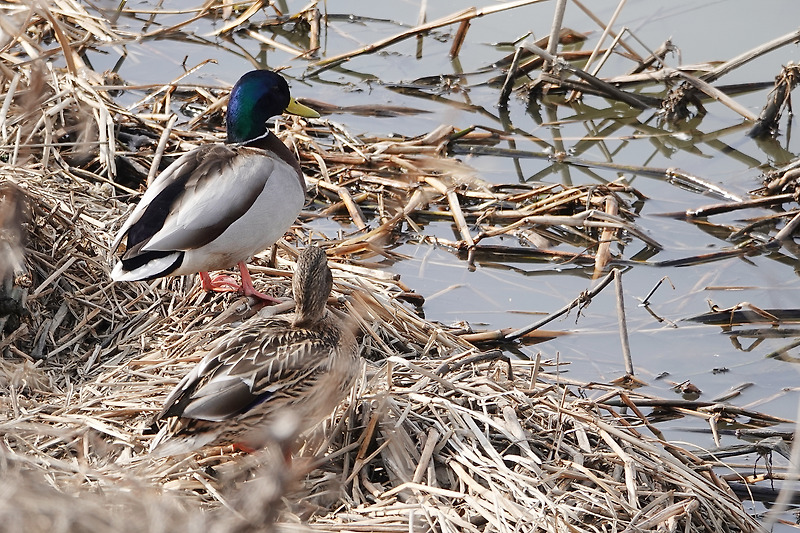 진영 주천강 청둥오리(Mallard), 황조롱이(Common Kestrel), 딱새(Daurian Redstart), 때까치(Bull-Headed Shrike)