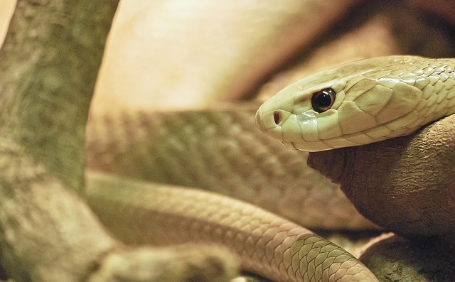 흰뱀이 수호령으로 붙어있는 사람의 특징 7가지