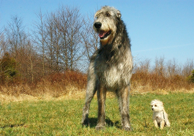 아이리시 울프 하운드, 세상에서 가장 키가 큰 개