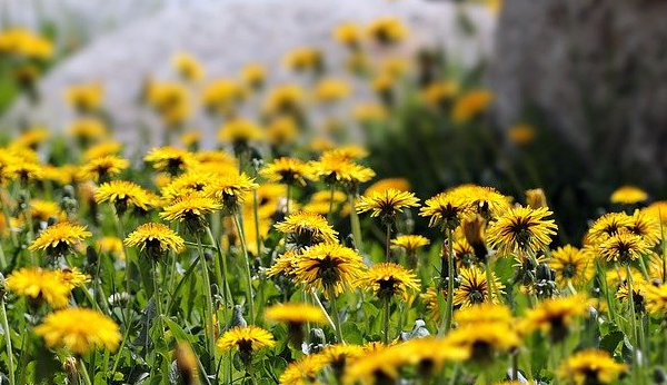 간암에 좋은 음식( 식품과 약재) 꼭 알아야되요~