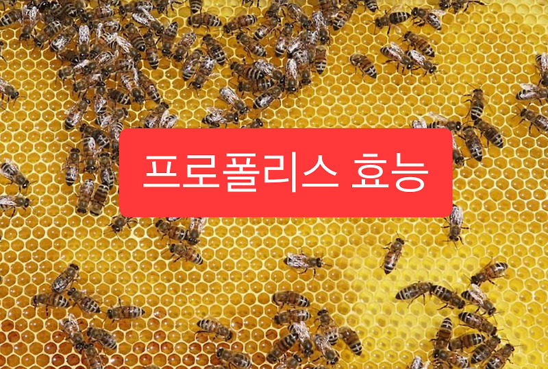 프로폴리스 효능 및 부작용