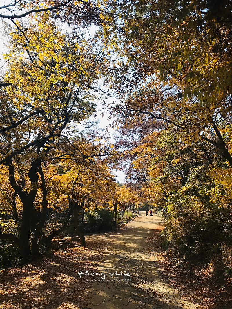 인천 강화도 전등사 11월 단풍구경