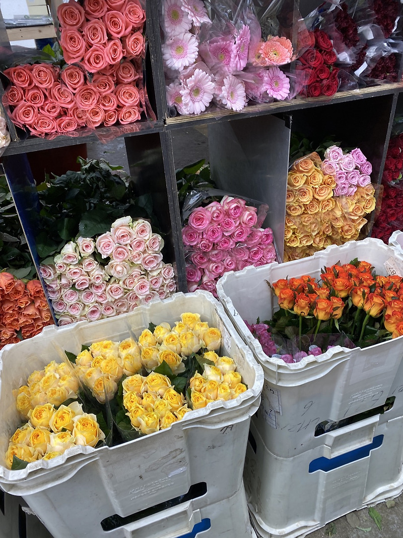 꽃을 좋아하게 된 계기와 고속버스터미널 꽃시장 간단 안내 (에스컬레이터 미운행)