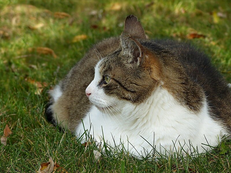 고양이 비만도 체크 및 적정 체중 구하기