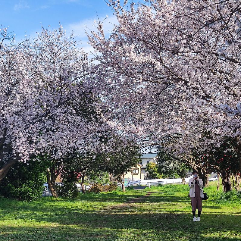 2022년에 일본에서 즐기는 벚꽃과 그동안의 일본취업 생활을 되돌아보며