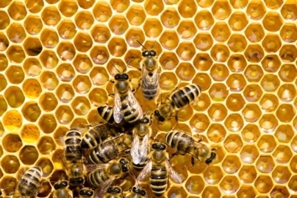 사라진 여왕벌 '이대로 가면 인간도 위험' 기후변화 CCD 생태계 파괴 공포 꿀벌 실종이 무서운 이유