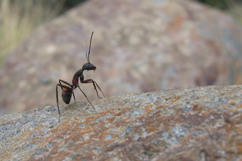 개미 꿈 - 그 의미와 상징 50가지 해몽