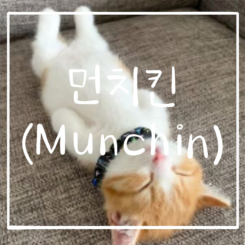 3가지 고양이 품종 알아보기 : 먼치킨(Munchin)