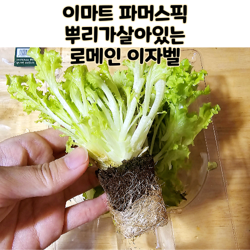 이마트 파머스픽 뿌리가 살아있는 로메인 이자벨 물꽂이 키워보기