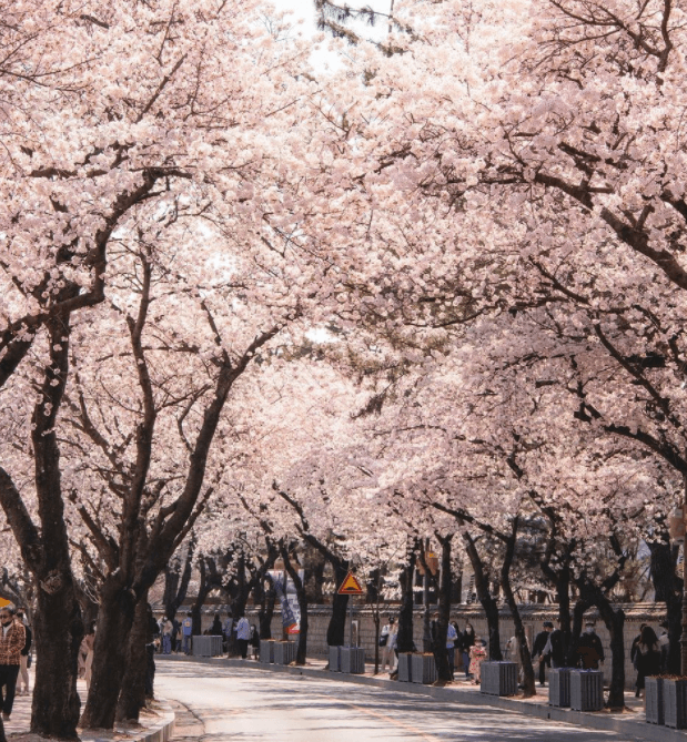 2022년 대전 벚꽃 명소
