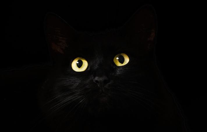 고양이는 진짜 어두움 속에서 눈으로 볼수 있는 것일까?