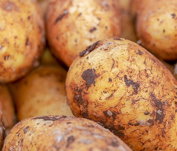 주말농장 텃밭 작물 키우기 #2 감자 키우기 및 재배방법