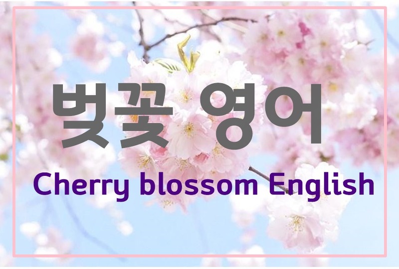 [청주벚꽃] 벚꽃 영어 Cherry blossom English