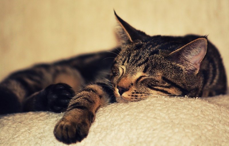 고양이 염증성 장염 위험도와 치료는 어떻게 이루어질까