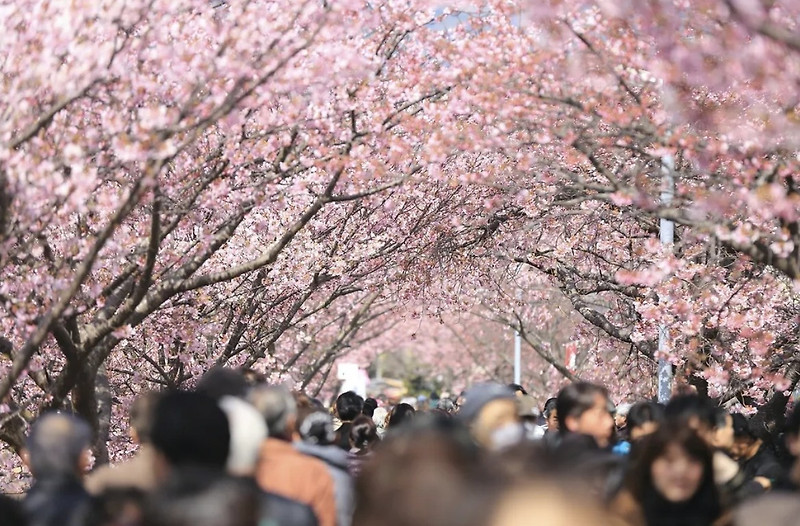 [소개]일본의 매혹적인 벚꽃 축제