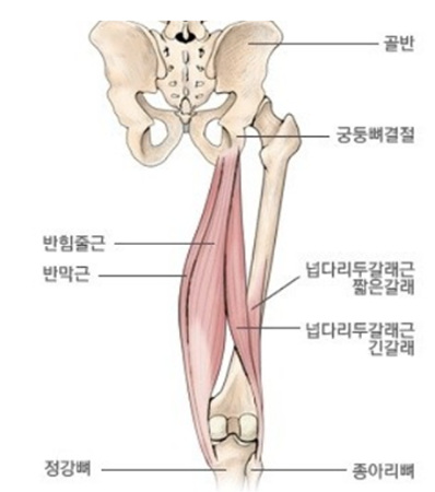 햄스트링(Hamstring) 부상의 예방방법 및 치료방법