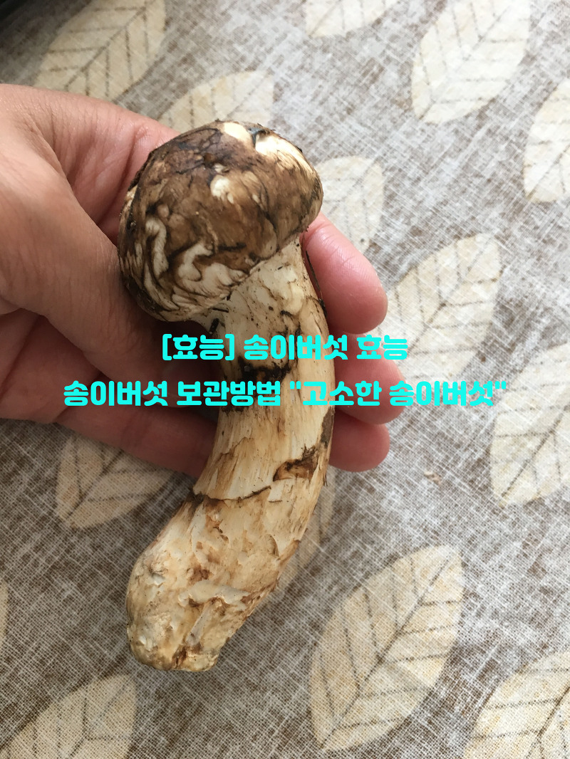 [효능] 송이버섯 효능…송이버섯 보관방법은?!