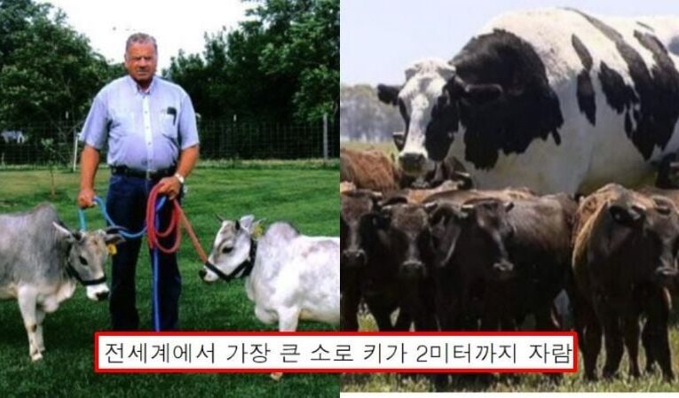 “애완용 소가 2m 까지 자란단 것 실화?!” 전 세계 특이 소 ‘콜렉션’