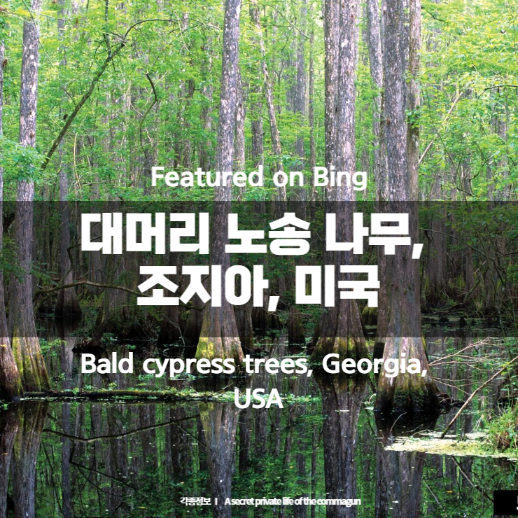 Featured on Bing - 대머리 노송 나무, 조지아, 미국 Bald cypress trees, Georgia, USA