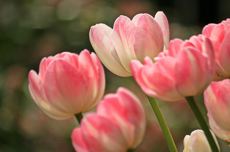 4대 절화 중 하나, 네덜란드 국화. 튤립(tulip)