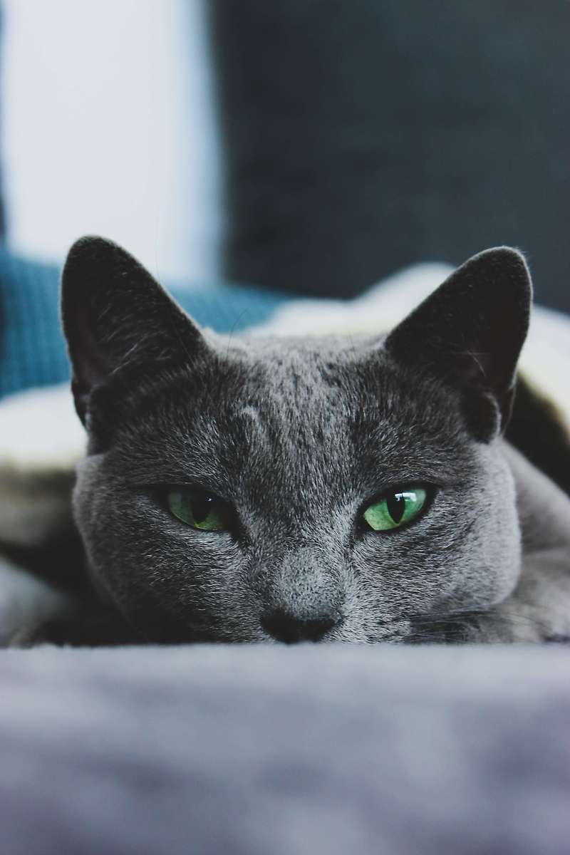 러시안블루 고양이 성격, 특징