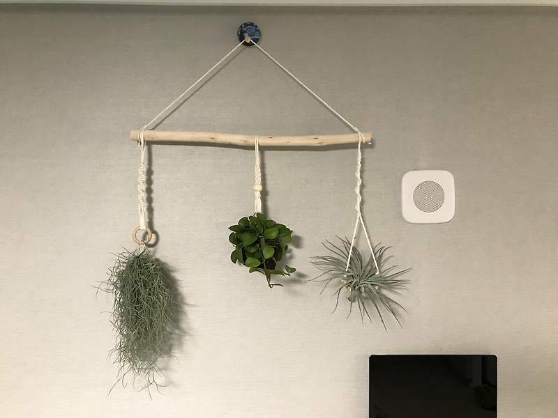 벽걸이 화분, 벽걸이 수경 재배 식물 그리고 꼭꼬핀