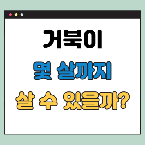 거북이는 몇 살까지 살까? (거북이 평균수명과 기네스북 176세)